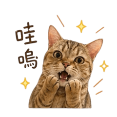 胖嘟嘟小可愛