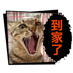 小葉家的貓