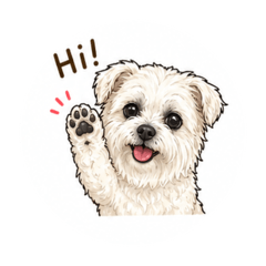Brulee the Maltese