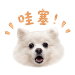 狐狸mochi
