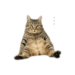 誒萌