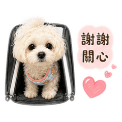柚柚第二彈！