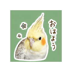 cockatiel_kiwi1