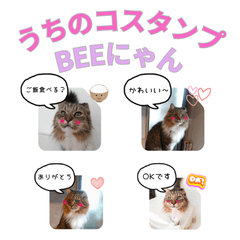 bee_cat