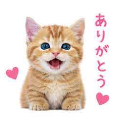 Kitten-chan's Daily Life