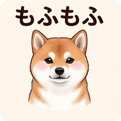 Mame-Shiba Daily Realistic Stickers!