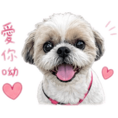 Little MinBao