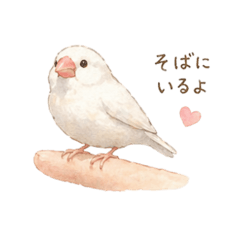 white sparrow MOCHIPIYO