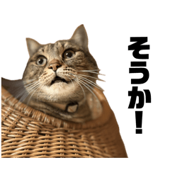 shucat_20260504105523