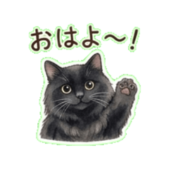 Plump Black Cat: Heartfelt Phrases