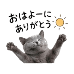 Daily Life of a Chartreux