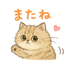 Taruchan the Persian Cat