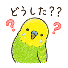 Nacchan the Parakeet