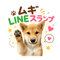 Mugi the Shiba Inu