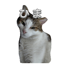 Nyanta_20260504120131