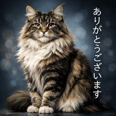 Professional Maine Coon Phrases