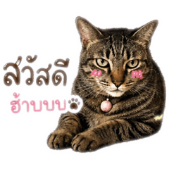 Meaw2cat