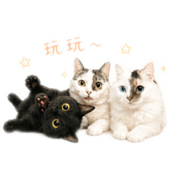 相親相愛小喵