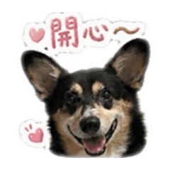 黑柯基和熊啊日常