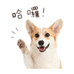 棉花糖與太妃糖