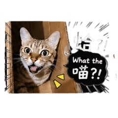 厭世貓零零