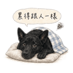 黑狗努努的日常