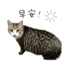 豬咪一家