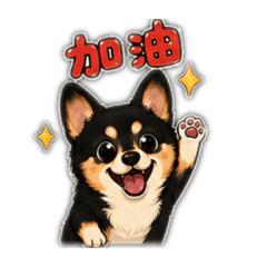 黑柯基小胖1