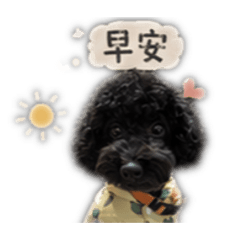 Oreo黑貴賓小寶貝♡
