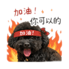 黑貴賓皮皮PiPi可愛用語