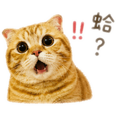 阿財日常問候語