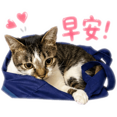 JoJo冒險貓貓free