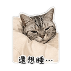 一隻很會講話的貓
