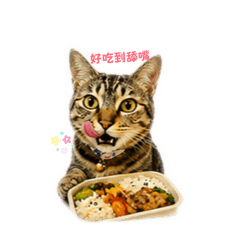 胖胖午餐心得