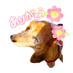 I.Daisuke