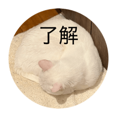 NEKOGOHKI_20260504012039