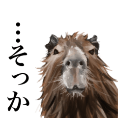 The capybara accepts everything