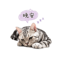 虎寶寶貝