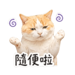 橘白貓-肥咪日常