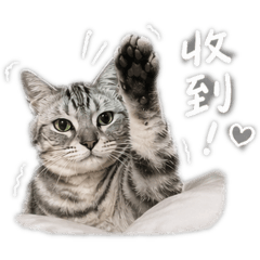 Cooper胖子貓