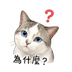 混暹羅貓の阿麻依