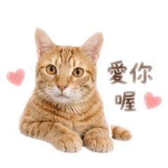 椪糖寶寶