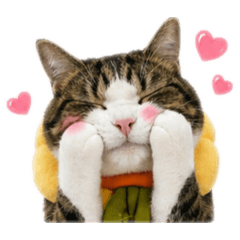 sweet-cat表情篇