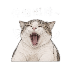 貓咪咪 啾比