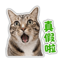 狸花貓柚子的閒聊常用