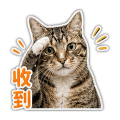 狸花貓柚子群組聊天常用篇1