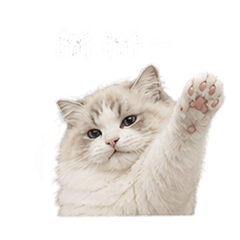 布偶喵日常