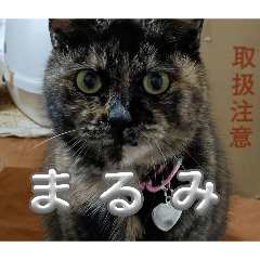 MARUMI_20260504132826