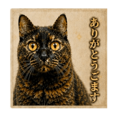a lot of cats_20260505224852