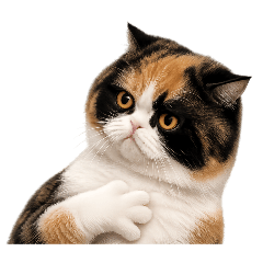 Non Boong Calico Meme Cat
